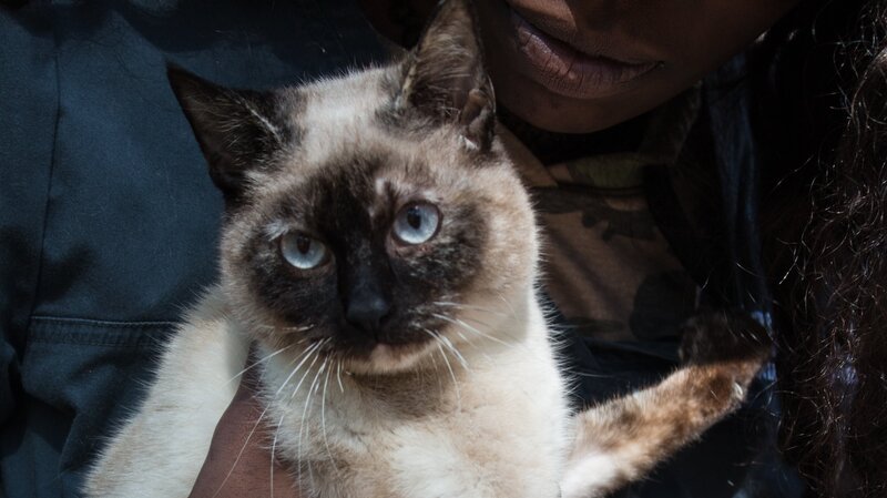 Hemi is held by their owner. – Bild: Animal Planet /​ Discovery Communications