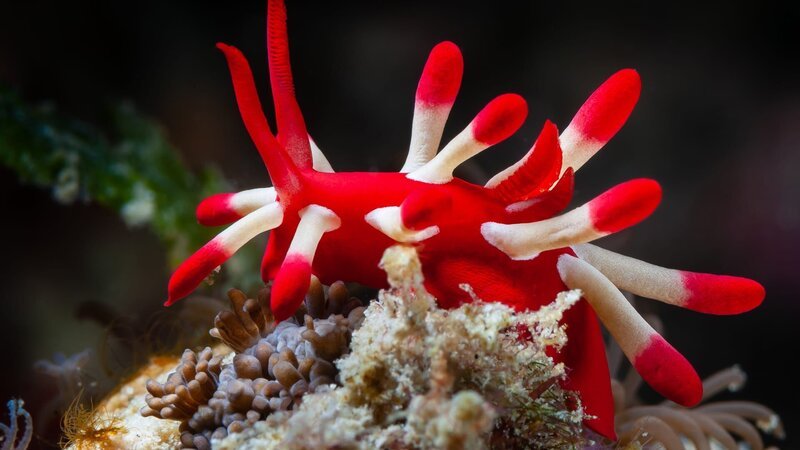 Nacktkiemer sind echte Überlebenskünstler: Im Gegensatz zu vielen anderen Tieren können sie Korallen verspeisen und giftige Öle verdauen – dadurch werden sie für Fressfeinde ungenießbar. – Bild: N24 Doku