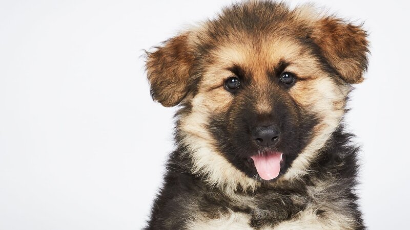Hund. – Bild: TLC (DEUT)