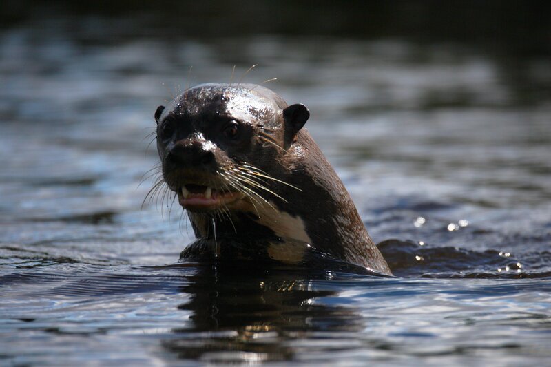 Riesenotter sind die größten Wassermarder der Welt. In den Gewässern des Pantanal jagen sie vor allem Fische, geben sich aber auch mit Wasservögeln oder Eiern zufrieden. – Bild: ORF/​Doclights/​ NDR Naturfilm/​coraxfilm
