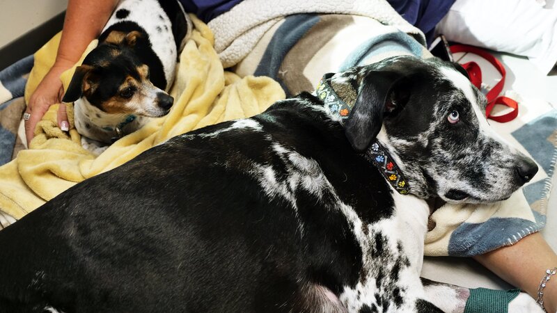 Dexter’s brother Gizmo keeps him company while they wait for Dr. Blue – Bild: Animal Planet /​ PhotoBank 36972_ep403_007 /​ Discovery Communications, LLC