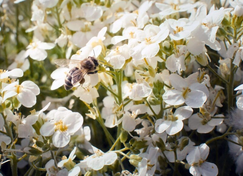 Bienenaktivität im Frühjahr in Scharten im Bezirk Eferding. – Bild: ZDF und ORF/​ORF-OÖ/​Philipp Pölz