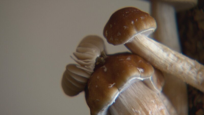 Halluzinogene Pilze. – Bild: PLURIMEDIA (National Geographic Channels)