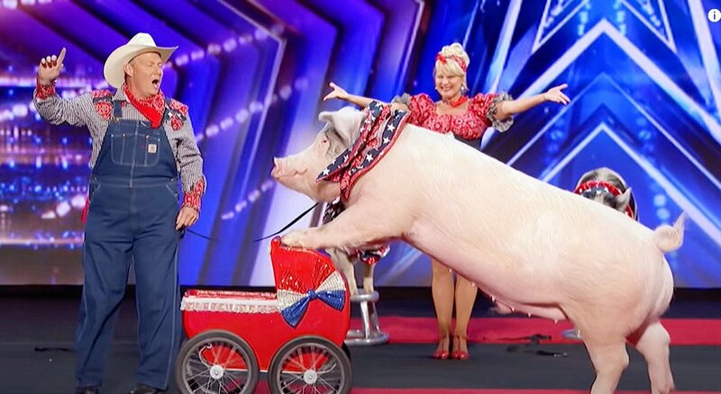 Auch Schweine können großes Talent besitzen. Eines bezaubert das Publikum mit einer ganz besonderen Performance. – Bild: RTL