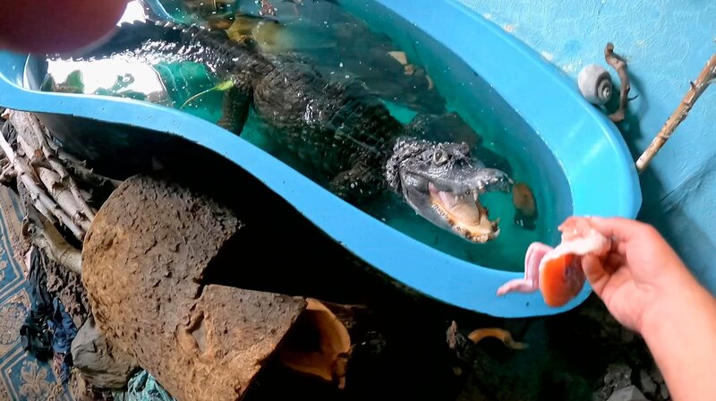 Der mit dem Krokodil tanzt – Bild: MDR/​Leonard Mann