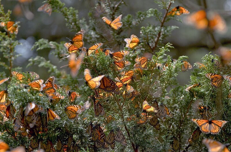 Monarchfalter in Mexiko – Bild: ARTE F /​ Ann Johnson Prum/​Coneflower Studios