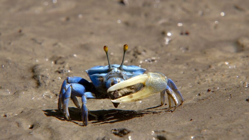 Eine Fiddler-Krabbe winkt mit ihrer großen Schere. – Bild: ZDF und arte, Off the Fence
