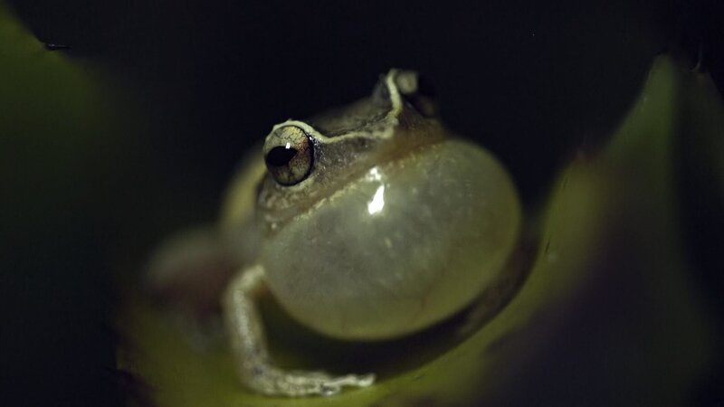 Laut quakender Coqui-Frosch. – Bild: 3sat