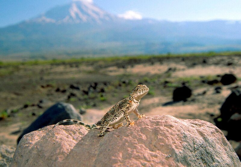 Zu Füßen des erloschenen Vulkans Ararat erstreckt sich eine weite Ebene in der skurrile Krötenkopfagamen leben. – Bild: HR/​NDR/​Naturfilm/​nautilusfilm/​Jan H