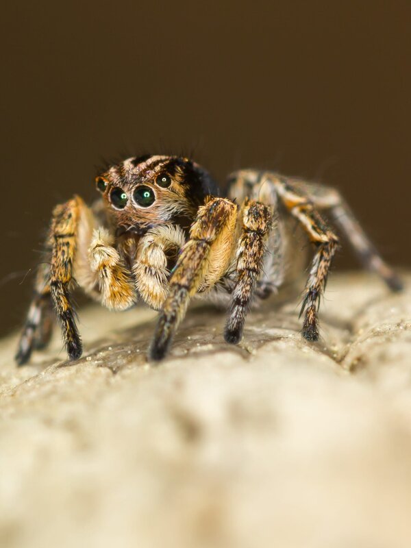 Macro closeup. Hyllus semicupreus Jumping Spider on a rock. – Bild: TBA /​ Getty Images/​iStockphoto