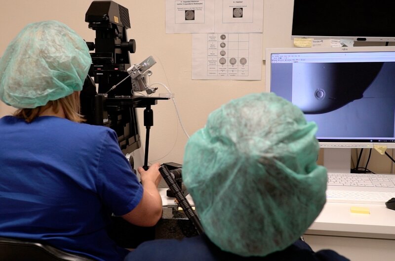 Potentielle Kinder werden im Labor – mit Nadeln unter dem Mikroskop – gezeugt: Hier wird eine Eizelle mit einem Samen befruchtet bei einer sogenannten ICSI. – Bild: SWR