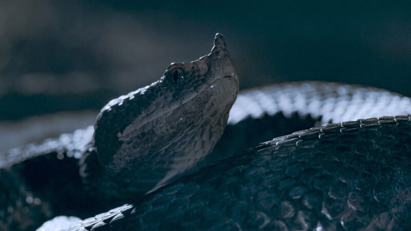 Die Europäische Sandotter in der Nacht. – Bild: 3sat