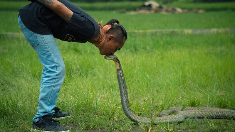 Fiitz küsst die Königskobra. – Bild: National Geographic