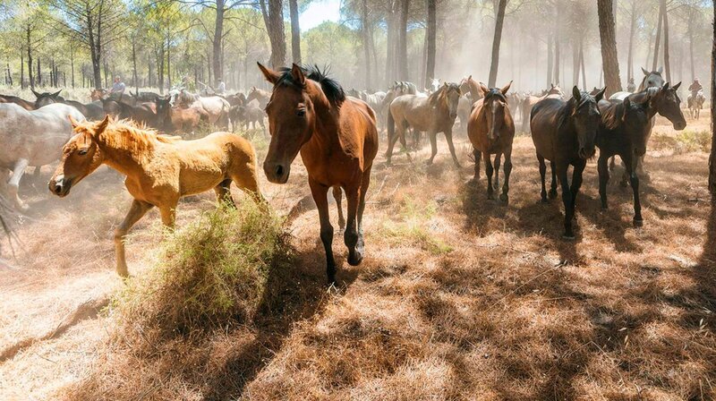Der Nationalpark „Coto de Doñana“, ein UNESCO-Weltnaturerbe, liegt an der Costa de la Luz in Andalusien und ist eines der vielseitigsten Feuchtgebiete Europas. – Bild: phoenix/​ZDF/​arte
