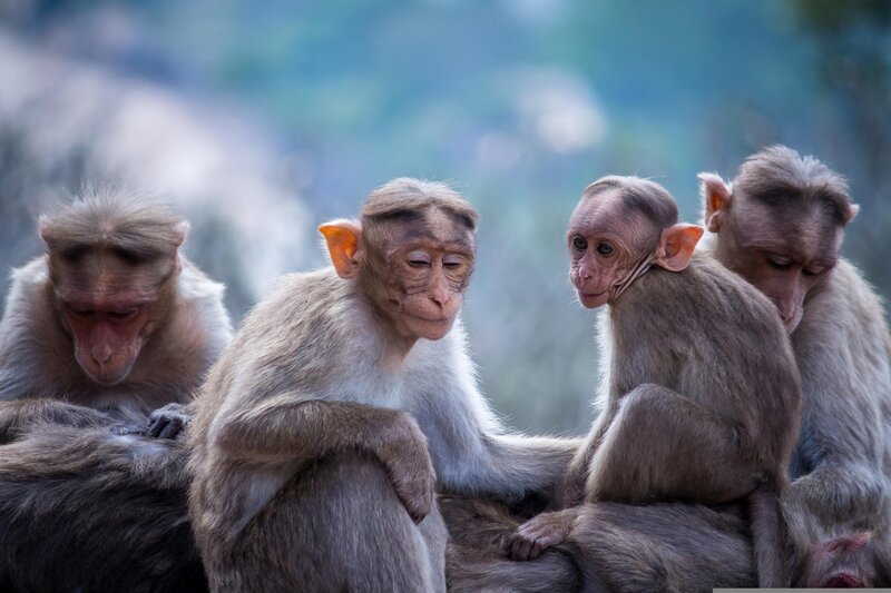 Affe, Primat, Menschenaffe Bild. Kostenlos zur Verwendung. – Bild: PavanPrasad_IND