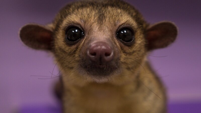 Rafiqi looks forward. – Bild: Animal Planet