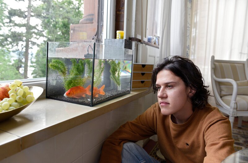 Niklas Fehrenbach (Noah Calvin) muss sich im Auftrag seiner Oma um den Goldfisch kümmern, den sie für eine Freundin beaufsichtigt. – Bild: ARD/​Laurent Trümper