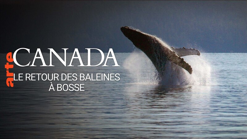 Neues Leben für Kanadas Meereswelt – Bild: Arte
