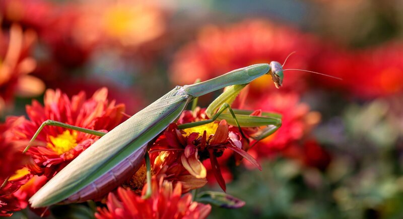 Gottesanbeterin – Bild: RTL /​ Future Publishing /​ Contributor /​ Getty Images /​ Tödliche List