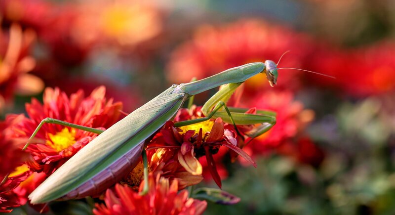 Gottesanbeterin – Bild: RTL /​ Future Publishing /​ Contributor /​ Getty Images /​ Tödliche List