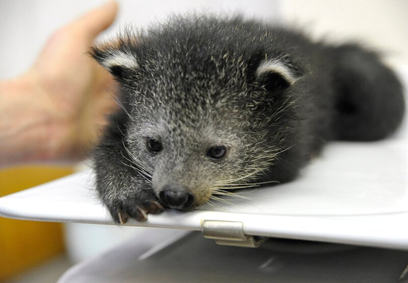 Binturong-Junges beim Wiegen. – Bild: rbb/​Thomas Ernst