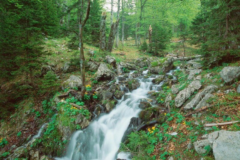 Waldquelle im Nationalpark Kalkalpen. – Bild: ORF/Allfilm/Roland Mayr Waldquelle im Nationalpark Kalkalpen. – Bild: ORF/Allfilm/Roland Mayr