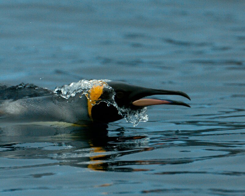 Schwimmender Königspinguin – Bild: Terra Mater Studios GmbH /​ Saint Thomas Productions