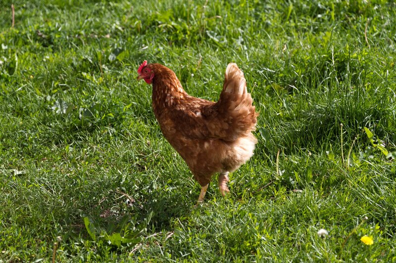 Ein Hahn im Grünen. – Bild: BR/​megaherz gmbh/​Andreas Maluche