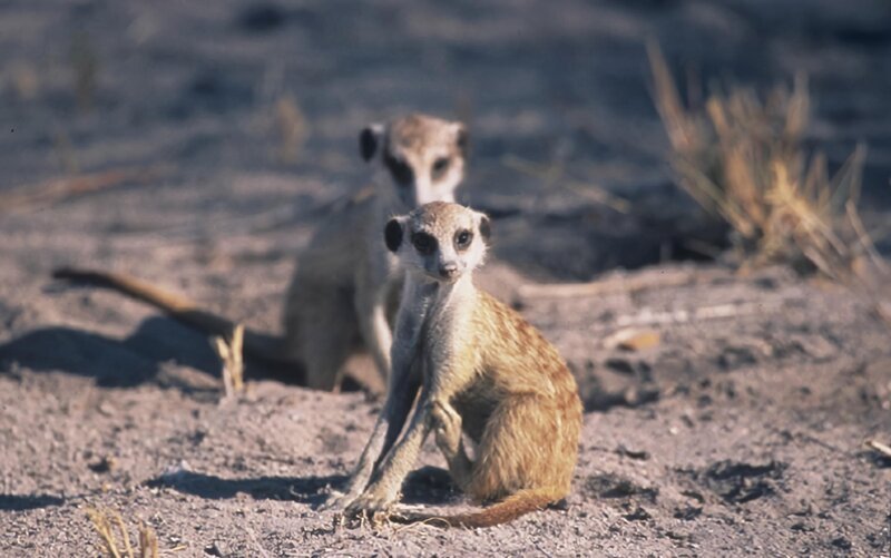 Erdmännchen – Bild: DCI – For Show Promotion Only