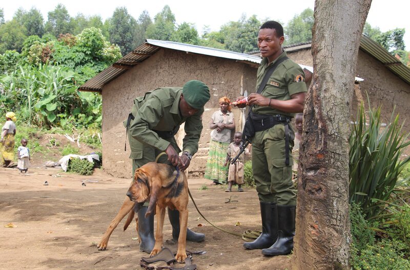 Bloodhound-Projekt im Virunga-Nationalpark: Um  Wilderern entgegenzuwirken hat Dr. Marlene Zähner hier eine Hundestaffel aufgebaut, die Elfenbein, Schusspulver und im Idealfall Wilderer aufspüren kann. – Bild: SWR/​Christian Neumann