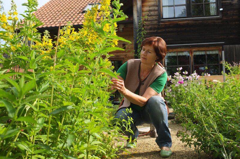 Gerlinde Hofers Bio-Milchviehbetrieb liegt in Aufkirch in der Gemeinde Kaltental. Die Milch lässt sie zu Käse veredeln, den sie im Hofladen, im Käsemobil, übers Internet sowie auf Genießer-Messen verkauft. Das Hobby der Allgäuerin, die Kunst, spiegelt sich auch am Hof wieder, die Hofers veranstalten regelmäßig Ausstellungen – Landwirtschaft und Kultur im Dialog! – Bild: BR/​megaherz gmbh/​Andreas Maluche