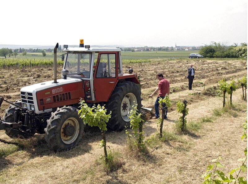 Damit „Stickler & Stickler“ wieder schwarze Zahlen schreibt, wollen Thomas (Harald Krassnitzer, im Hintergrund)  und sein Sohn Paul (Achim Schelhas, vorne) EU-Fördergelder nutzen, alte Rebstöcke roden und dafür neue Weinsorten anbauen. – Bild: BR/​ARD/​ORF/​Miguel Dieterich