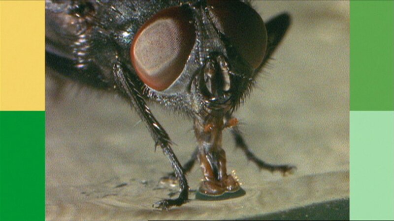 Eine Stubenfliege, die sich erst mal gründlich putzt bevor sie abhebt. – Bild: WDR/​Die Sendung mit dem Elefanten