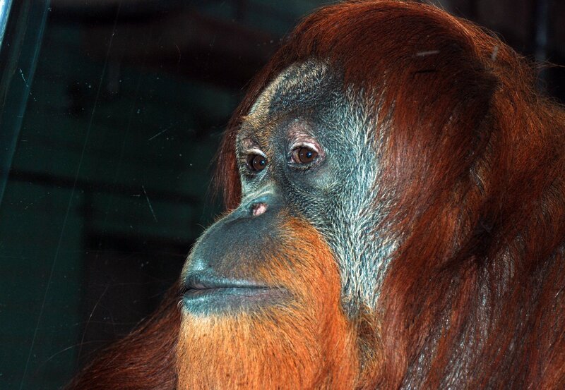 Orang Utan: An heißen Tagen bekommen die Bonobos und Orang Utans eine ganz besondere Erfrischung. – Bild: BR/​SWR/​Jens Klingler/​Jens Klingler