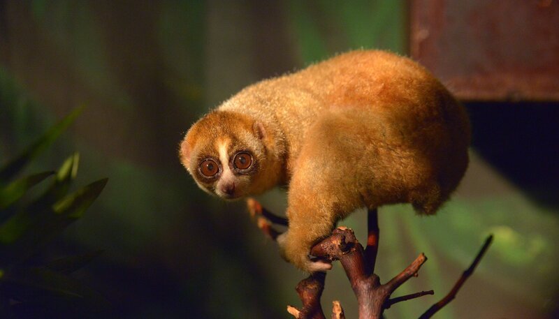Im Zoo ist Plumplori Kate ein Sorgenking von Reviertierpfleger Mario Grüßer. Sie gewöhnt sich nur langsam an die neue Umgebung im Berliner Nachttierhaus. Erst vor kurzem ist sie aus Augsburg in die Hauptstadt gekommen. Doch jetzt scheint die Lösung da: eine neue Freundin für Kate. Die andere Plumploridame ist allerdings etwas temperamentvoller. – Bild: rbb/​Thomas Ernst
