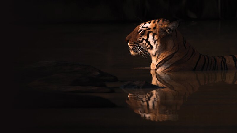 Tiger – Bild: Spiegel TV Wissen