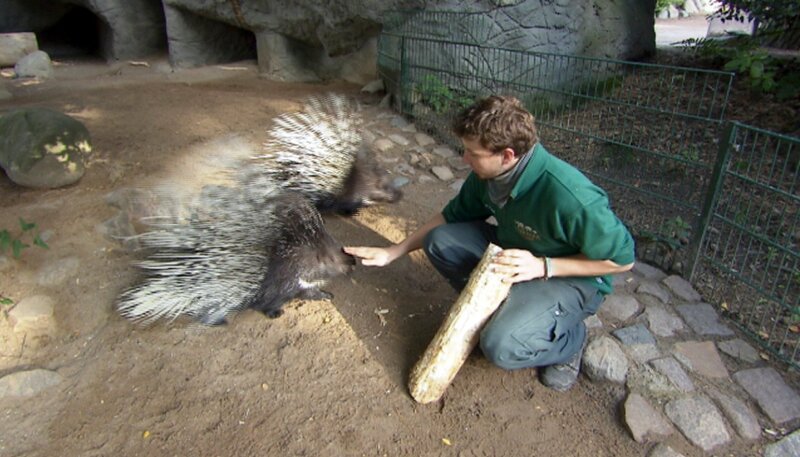 Stachelschwein-IQ-Test. – Bild: NDR/​DocLights GmbH