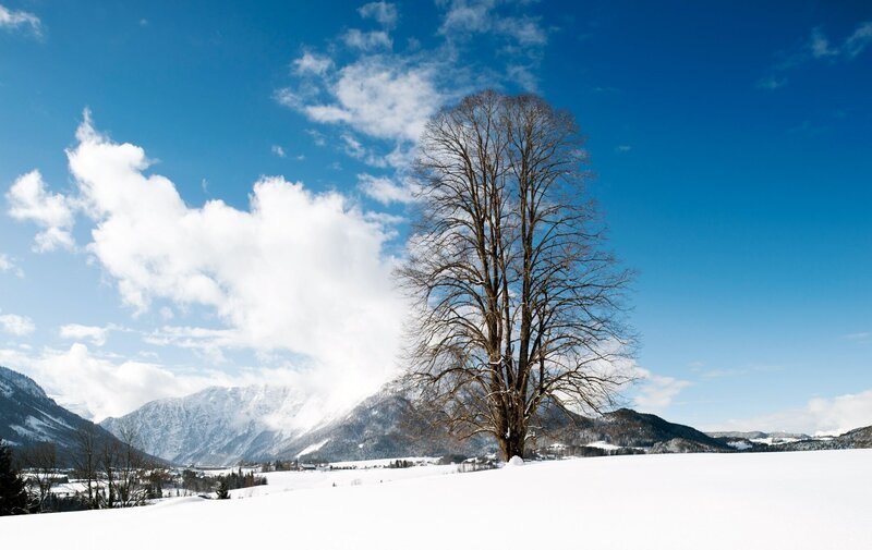 Linde. – Bild: ORF/Ranfilm/Rudolf Mayr Linde. – Bild: ORF/Ranfilm/Rudolf Mayr