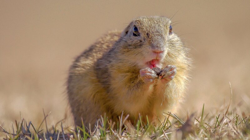 Der Plattensee - Ungarns wildes Meer – Bild: NDR/​Terra Mater Factual Studios/​NatFilm Hungary Kft.