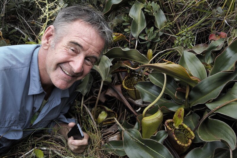 Am Mount Victoria, in über 1600 m Höhe, findet Nigel Marven eine seltene Kannenpflanze: Nepenthes attenboroughii. – Bild: ZDF und Michael Hutchinson.