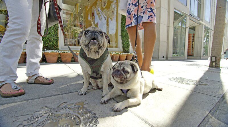 Zwei Möpse mit Ihren Besitzern auf dem Rodeo Drive – Bild: phoenix/​ZDF/​BBC