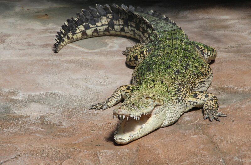 Auf die Reptilienpfleger in der Wilhelma wartet eine gefährliche Aktion: Ausgewachsene Leisten-Krokodile sollen nach Belgien gebracht werden. Freiwillig schlüpfen die nicht in ihre Transportkisten. – Bild: BR/​SWR/​Christian Neumann