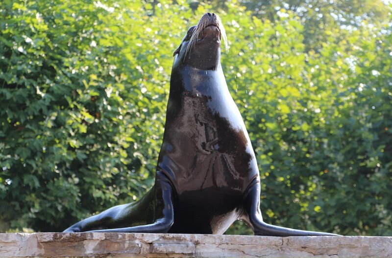 Große Sorgen um Seelöwenbaby Emilia, sie hat seit Tagen nichts mehr gefressen. Tierarzt Tobias Knauf-Witzens will dem Problem auf den Grund gehen und hat das kleine Seelöwenbaby in Narkose gelegt. Die Operation dauert den ganzen Tag. Das bedeutet auch, dass Emilia den ganzen Tag von ihrer Mutter Evi getrennt ist. Hoffentlich nimmt sie ihre Tochter nach der langen Zeit wieder auf. – Bild: BR/​SWR/​Christian Neumann