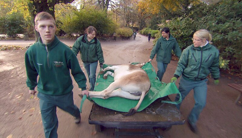 ARD/​NDR LEOPARD, SEEBÄR & CO., Beim Umzug der Onager müssen alle mitanpacken. – Bild: NDR/​DocLights GmbH