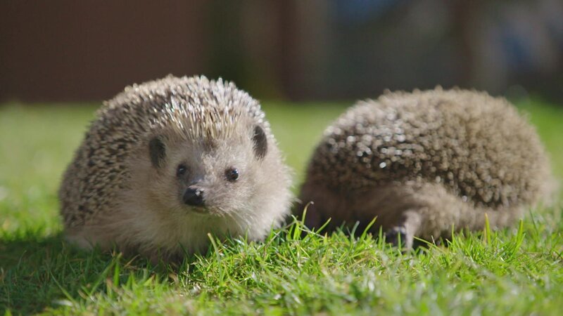 Zwei Igel – Bild: @Red Bull Media House/​ServusTV