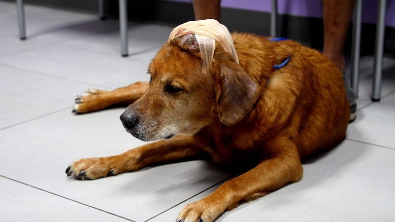 Red waiting with owner Alex for Dr. Blue to talk about growing mass on Red’s head. – Bild: Warner Bros. Discovery