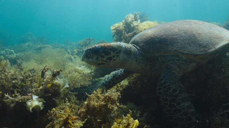 Grüne Meeresschildkröte im Korallenriff vor Port Barton auf Palawan. – Bild: ZDF und arte, Eberhard Rühle, Nikolaus Tarouquella-Levitan, Jo