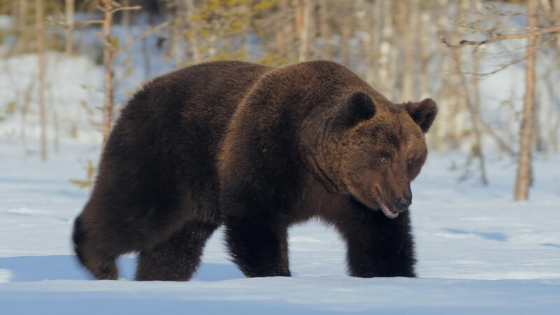Die Königin des Nordens – Bild: RTL /​ Pototo Diez