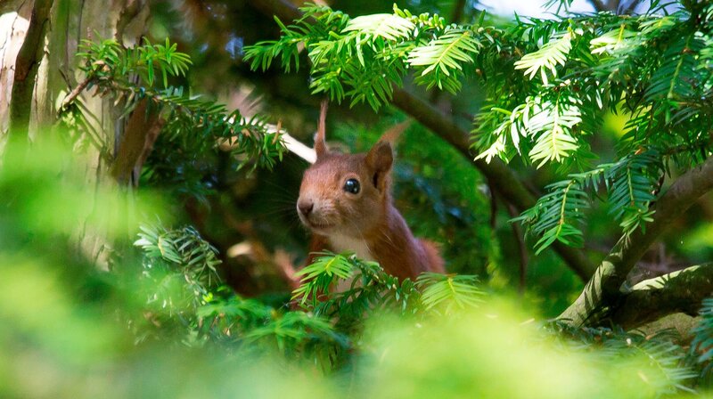 Die verrückte Welt der Hörnchen – Bild: NDR/​Cordula Kropke