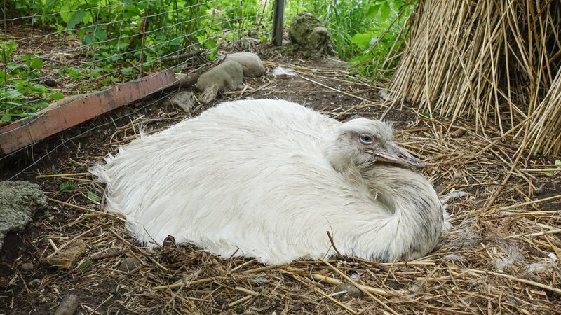 Brütender Hahn. Bei Nandus brütet der Hahn die Eier aus. – Bild: ZDF und BR, Christiane Streckfuß